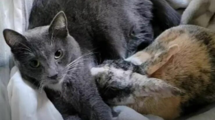 Un'amicizia davvero bizzarra quella tra un gatto e un coniglio abbandonati