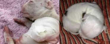 la storia del cucciolo con 3 zampe