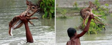 Ragazzo rischia la vita per salvare un cucciolo di cervo che sta annegando