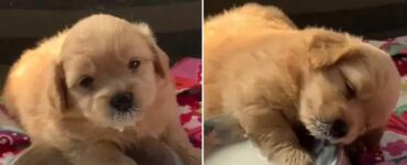Cucciolo sta per addormentarsi ma fa di tutto per resistere