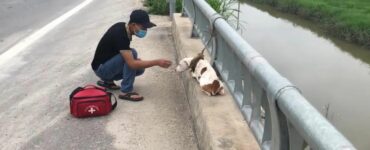 Il cucciolo abbandonato viene ritrovato attaccato ad un ponte: viene salvato e impara ad amare di nuovo