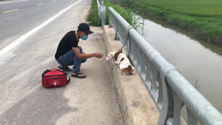 Il cucciolo abbandonato viene ritrovato attaccato ad un ponte: viene salvato e impara ad amare di nuovo