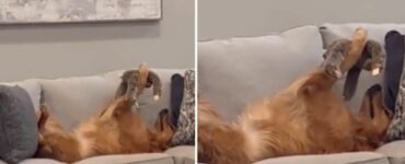 Dolcissimo cucciolo gioca sul divano con un peluche tra le gambe