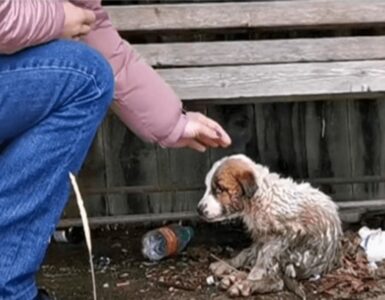 Donna in lacrime mentre salvava un cucciolo ricoperto di fango e rifiuti