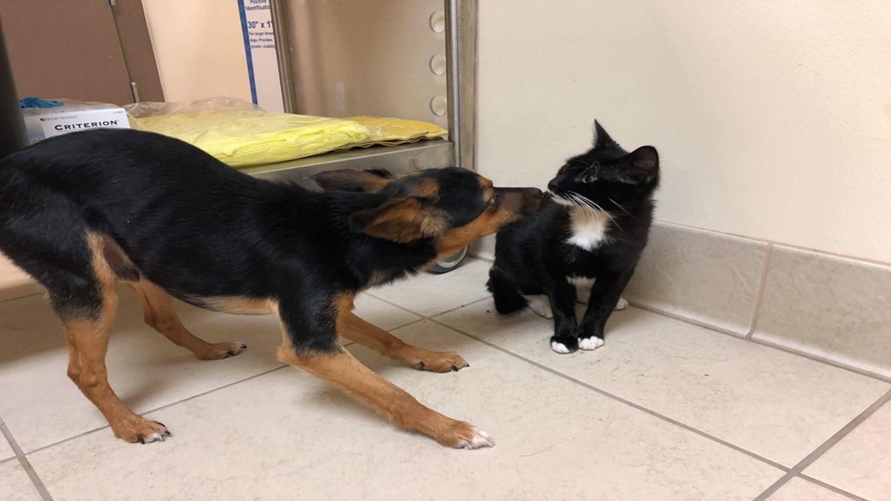 cucciolo con gatto annusa