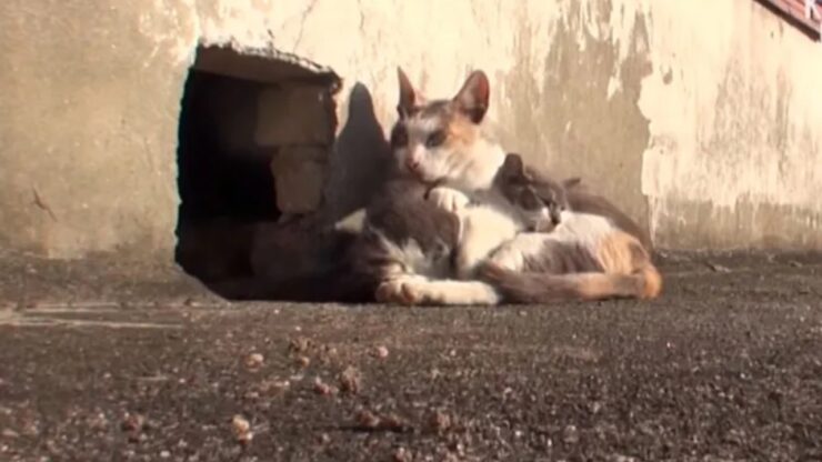 cucciolo disabile e sua madre