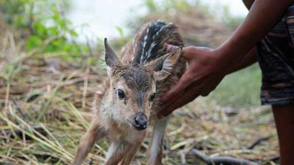 Ragazzo rischia la vita per salvare un cucciolo di cervo che sta annegando