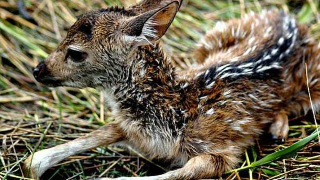 Ragazzo rischia la vita per salvare un cucciolo di cervo che sta annegando