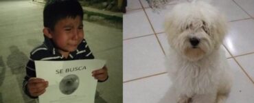 Bambino piange per strada mentre cerca il suo cucciolo smarrito, ma poi avviene il miracolo
