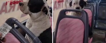 Cucciolo sale sui mezzi pubblici e il controllore gli chiede il biglietto: la sua reazione è esilarante (VIDEO)