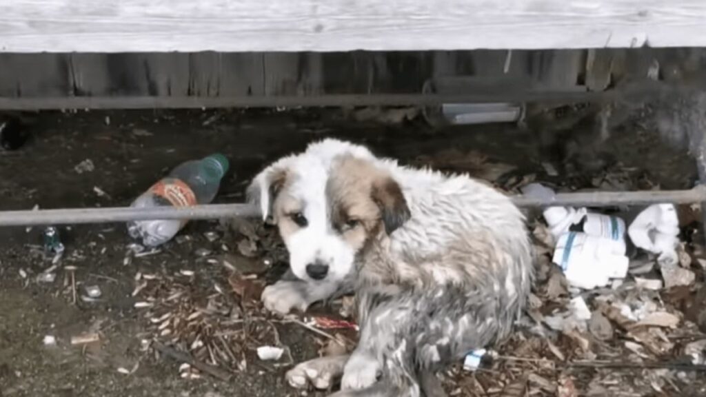 Donna in lacrime mentre salvava un cucciolo ricoperto di fango e rifiuti