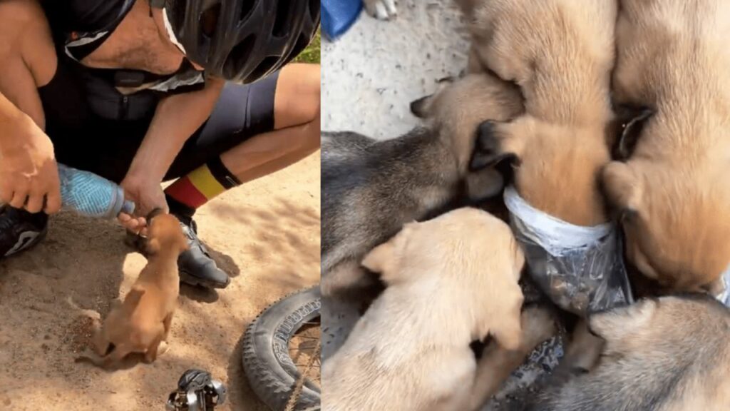 Un ciclista salva 5 cuccioli di cane che sono stati abbandonati in una buca