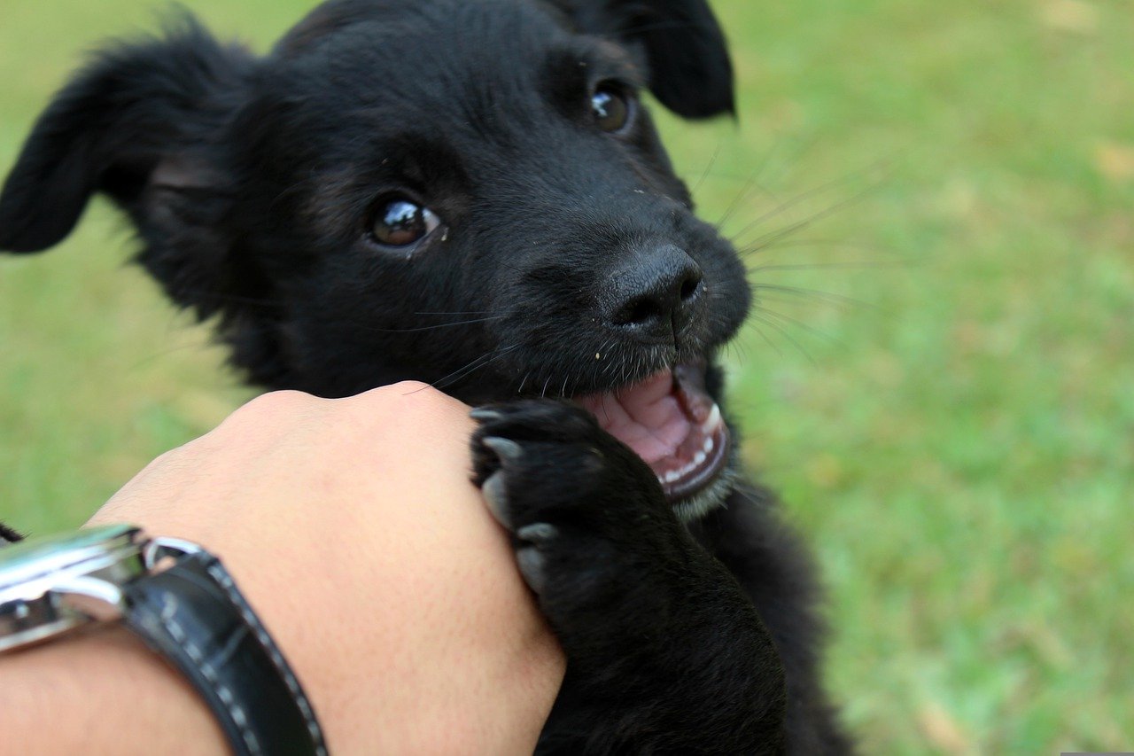 dentizione cane