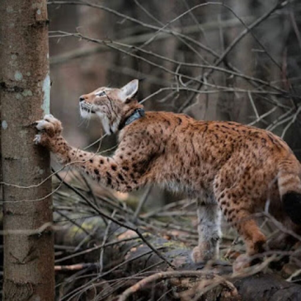 lince sull'albero