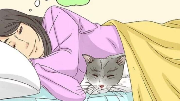 dormire gatto