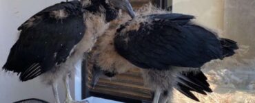 due avvoltoi in cortile