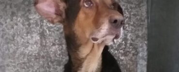 proprietario è morto