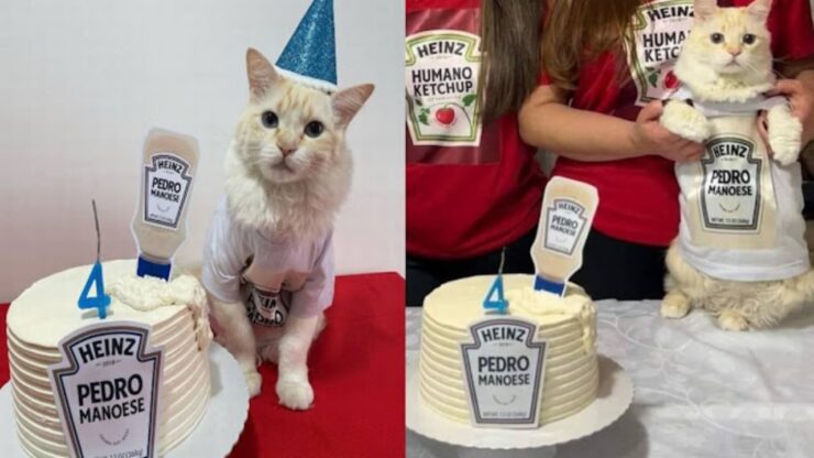 festa per il gatto