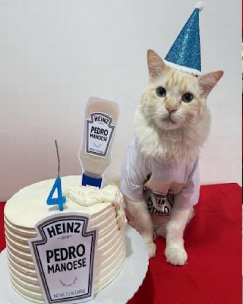 gatto con torta