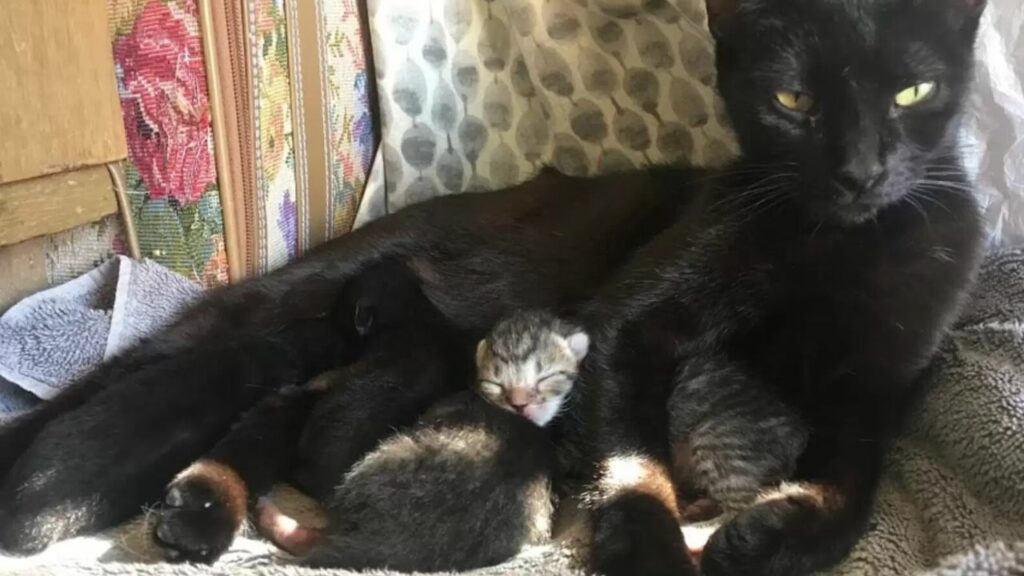 Mamma gatta randagia chiede al gatto di una famiglia il permesso di farla entrare in casa per partorire i suoi piccoli