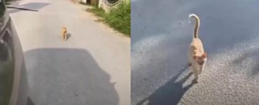 Questa gatta randagia ha seguito l'auto di una donna chiedendo disperatamente di essere salvata