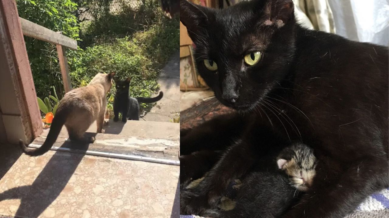 Mamma gatta randagia chiede al gatto di una famiglia il permesso di farla entrare in casa per partorire i suoi piccoli