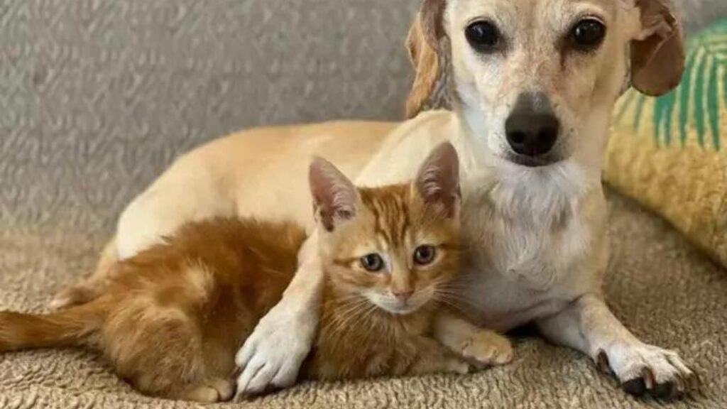 Cane adotta dei gattini piccolissimi e insegna loro cos'è l'amore