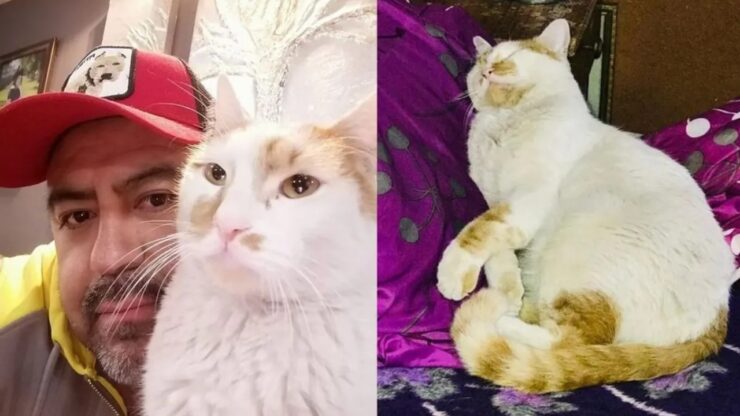 gattino smarrito