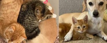 Cane adotta dei gattini piccolissimi e insegna loro cos'è l'amore