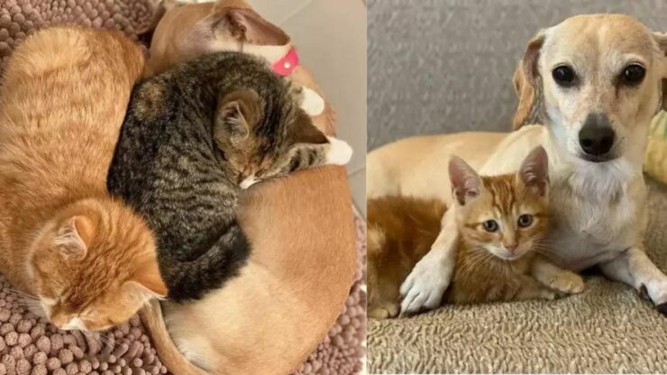 Cane adotta dei gattini piccolissimi e insegna loro cos'è l'amore