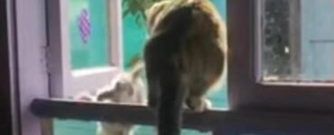 https://www.365animali.com/il-gattino-viene-gettato-giu-dalla-finestra-da-un-gatto-piu-grande-il-motivo/