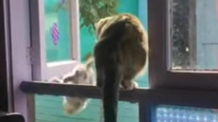 https://www.365animali.com/il-gattino-viene-gettato-giu-dalla-finestra-da-un-gatto-piu-grande-il-motivo/