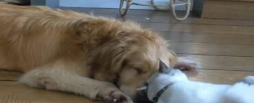 Questo gatto riconoscente rimane al fianco del suo amico cane che sta per andare via per sempre