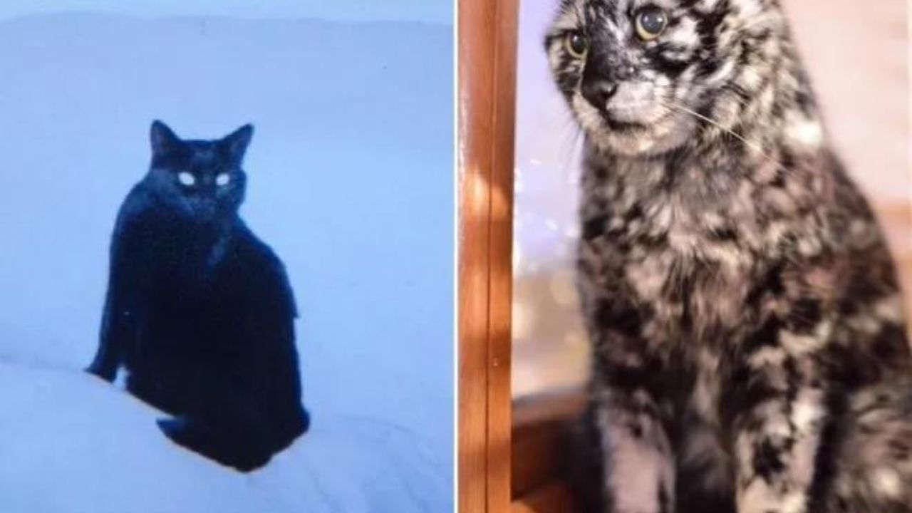 Gatto di 19 anni nato nero sviluppa un mantello macchiato a causa della vitiligine