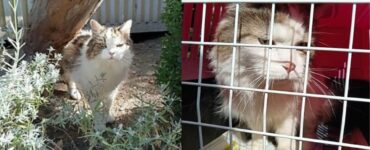 La storia di questo gatto disperso per 7 anni ha sconvolto tutti