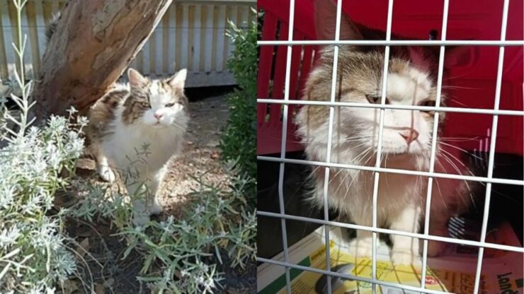 La storia di questo gatto disperso per 7 anni ha sconvolto tutti
