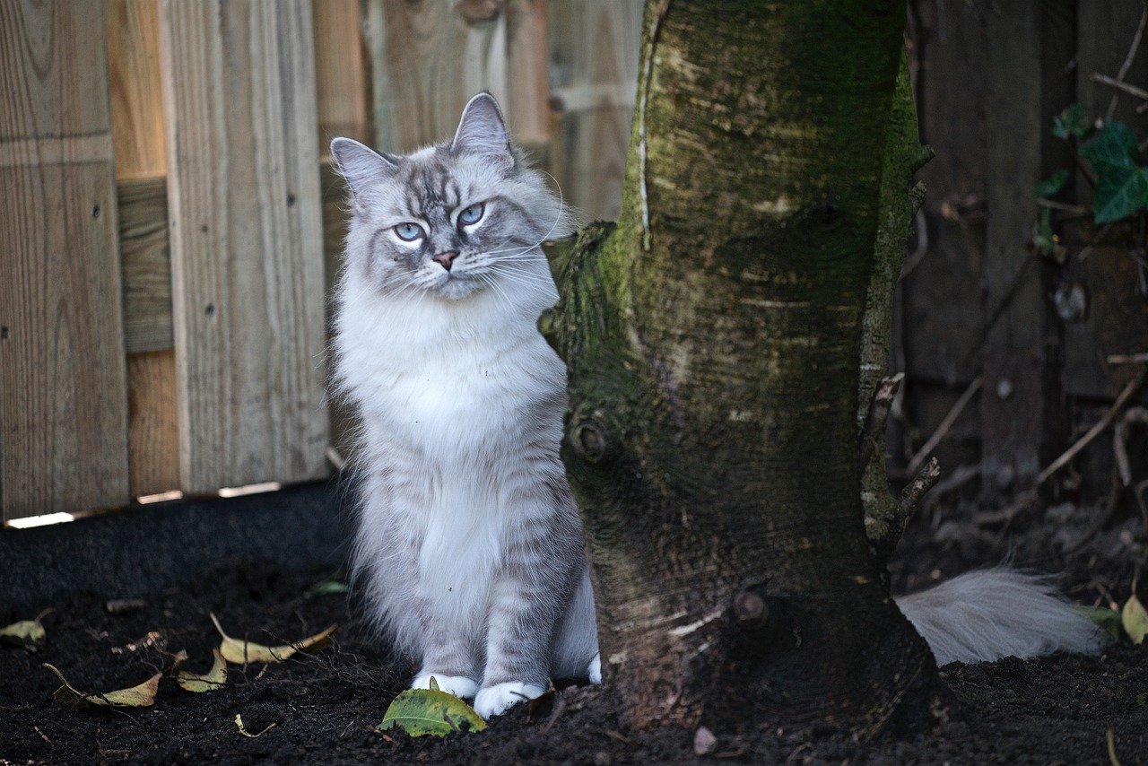 gatto fuori casa