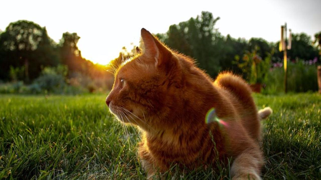 gatto fuori casa