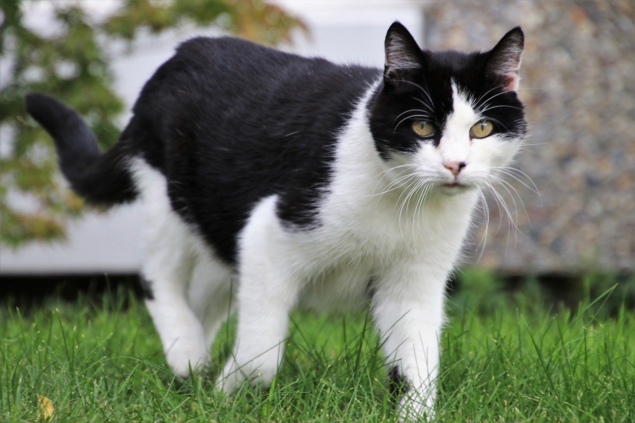 gatto fuori casa