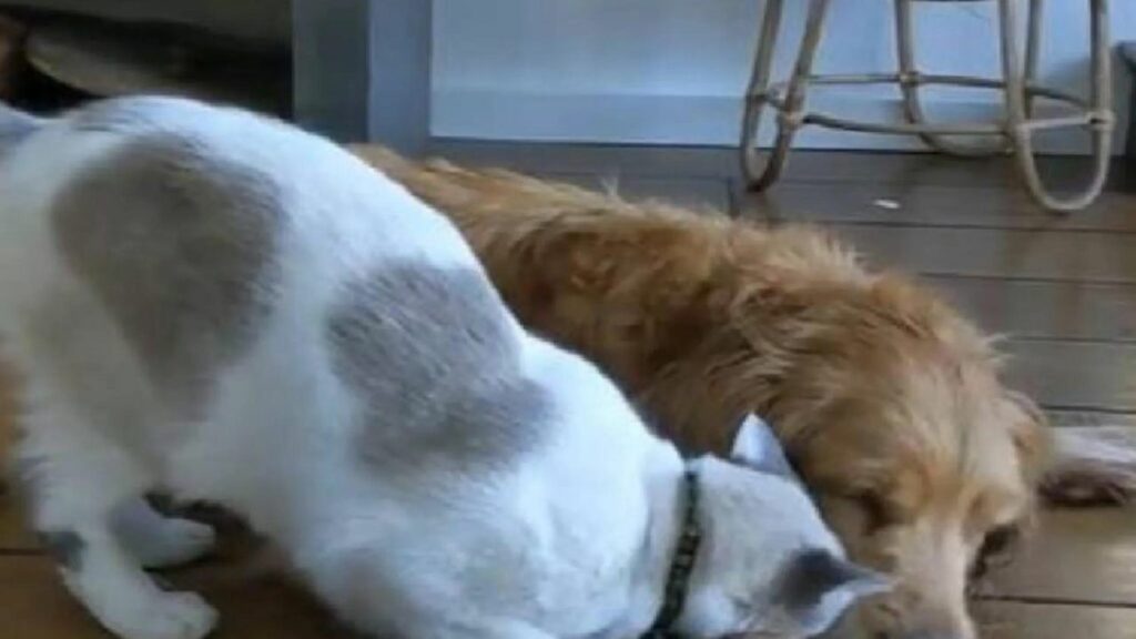 Questo gatto riconoscente rimane al fianco del suo amico cane che sta per andare via per sempre