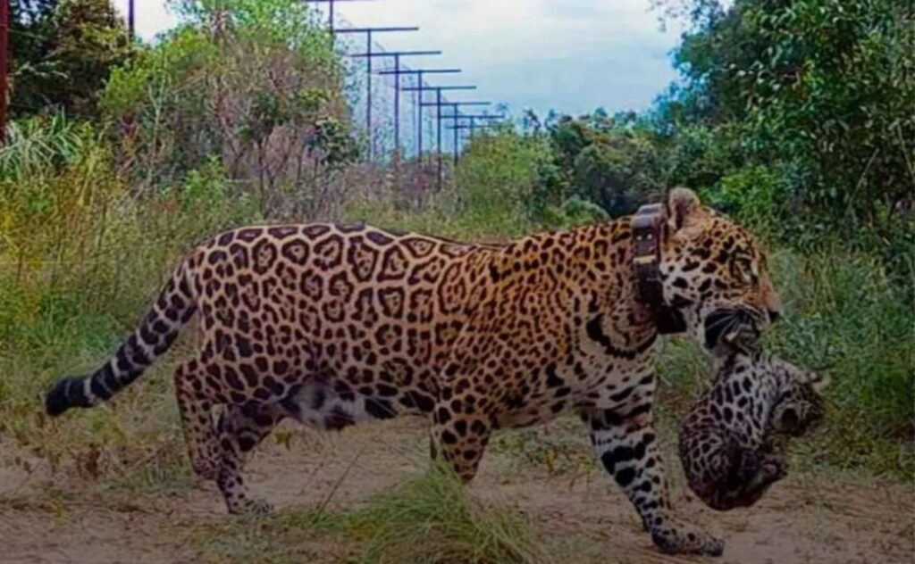 giaguaro in argentina