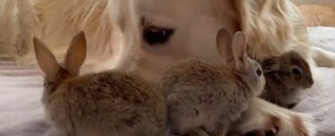 Dolce Golden Retriever incontra dei cuccioli di coniglietto per la prima volta: il video è tenerissimo