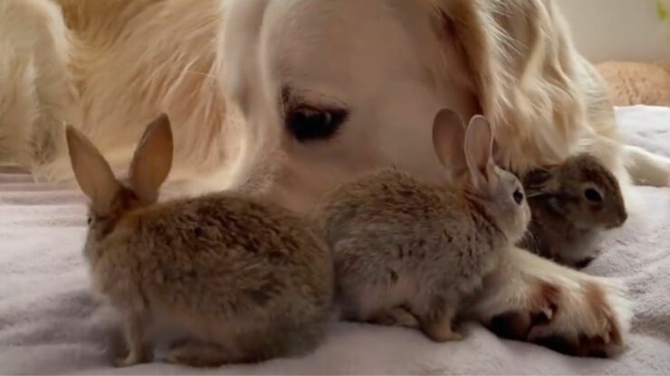 Dolce Golden Retriever incontra dei cuccioli di coniglietto per la prima volta: il video è tenerissimo