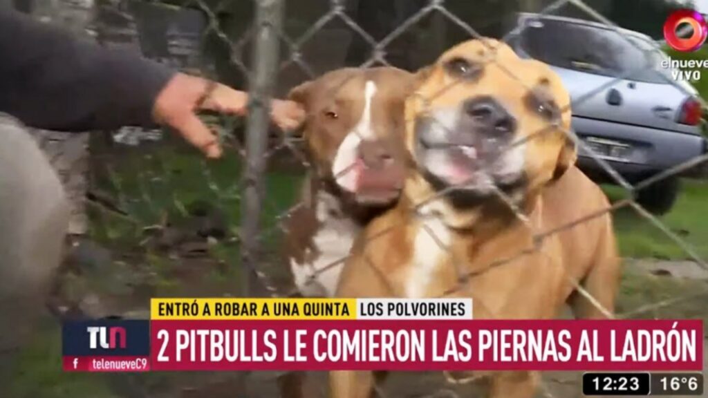 un ladro viene ferito da due pitbull