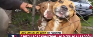 un ladro viene ferito da due pitbull