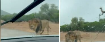 bambini spaventati dopo che il leone morde la loro auto nello Zoo Safari di Fasano