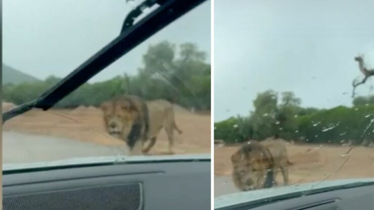 bambini spaventati dopo che il leone morde la loro auto nello Zoo Safari di Fasano