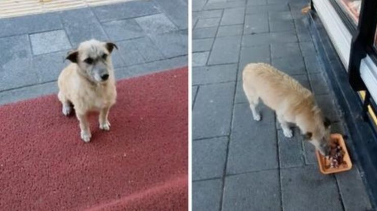 cane fuori alla macelleria