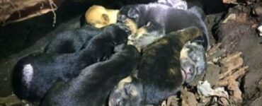 madre salva tredici cuccioli