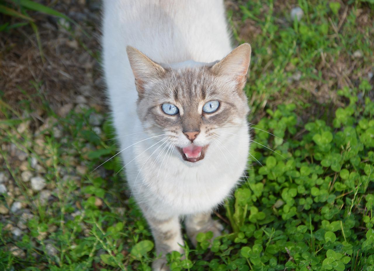 miagola accarezzi gatto